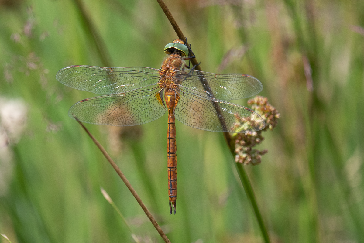 Green-eyed Hawker